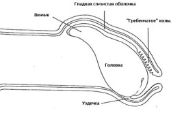 Схема строения мужского пениса: венчик, гладкая слизистая оболочка, гребенчатое кольцо, головка, уздечка Схема строения мужского пениса: венчик, гладкая слизистая оболочка, гребенчатое кольцо, головка, уздечка