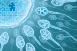 Повышение активности сперматозоидов