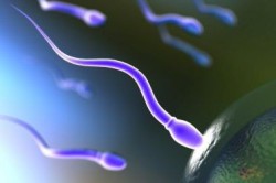 Сперматозоиды Сперматозоиды