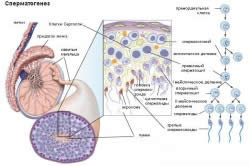 Сперматогенез Сперматогенез