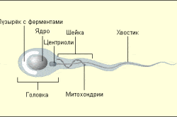 Строение сперматозоида Строение сперматозоида