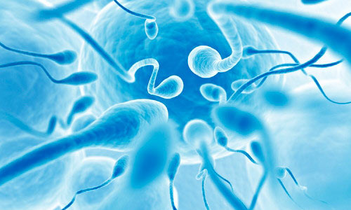 Сперматозоиды 