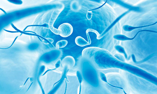 Здоровые сперматозоиды под микроскопом Здоровые сперматозоиды под микроскопом