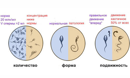 Оценка сперматозоидов Оценка сперматозоидов