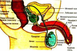 Строение мужских половых органов Строение мужских половых органов