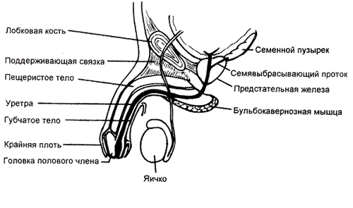 Строение половых органов у мужчины Строение половых органов у мужчины