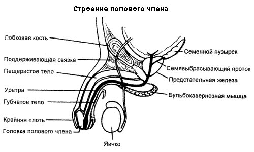 Строение полового члена Строение полового члена
