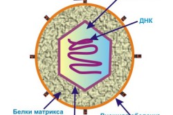 Строение вируса герпеса Строение вируса герпеса