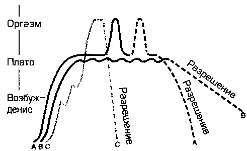 Стадии оргазма