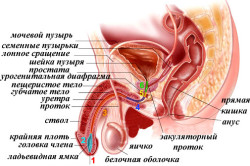 Мочеполовая система мужчин