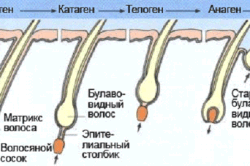 Стадии облсения Стадии облсения
