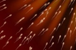 Оценка подвижности сперматозоидов Оценка подвижности сперматозоидов