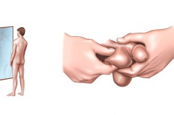 Осмотр яичек делают в положении лежа и стоя Осмотр яичек делают в положении лежа и стоя