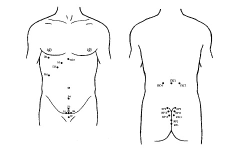 Точки постановки пиявок при простатите Точки постановки пиявок при простатите