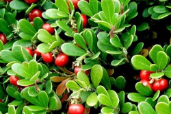 Толокнянка Толокнянка