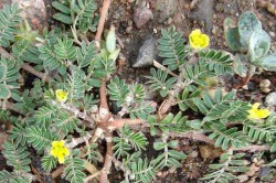 Трава якорцов стелющихся