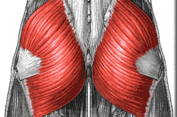 Мускулатура таза Мускулатура таза