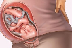 Третий триместр беременности Третий триместр беременности