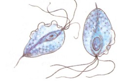 Трихомонады Трихомонады