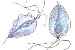 Трихомонада