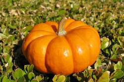 Тыква Тыква