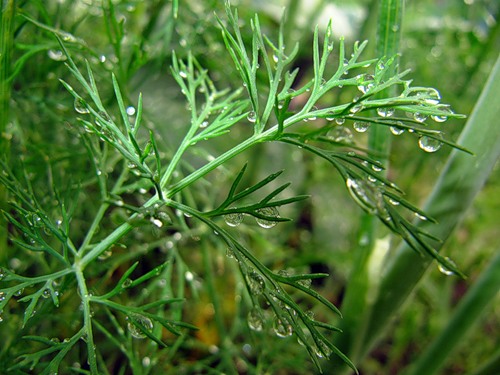 Укроп Укроп