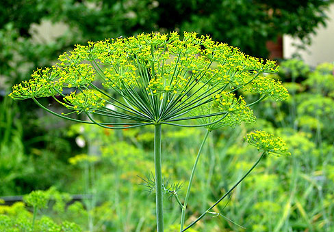 Укроп на грядке Укроп на грядке