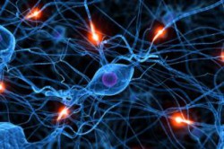 Метаболизм в клетках Метаболизм в клетках