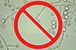 Уничтожение грибков рода Кандида Уничтожение грибков рода Кандида