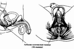 Расположение лобнокопчиковой мышцы Расположение лобнокопчиковой мышцы