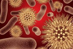 Бактерии уреаплазмы