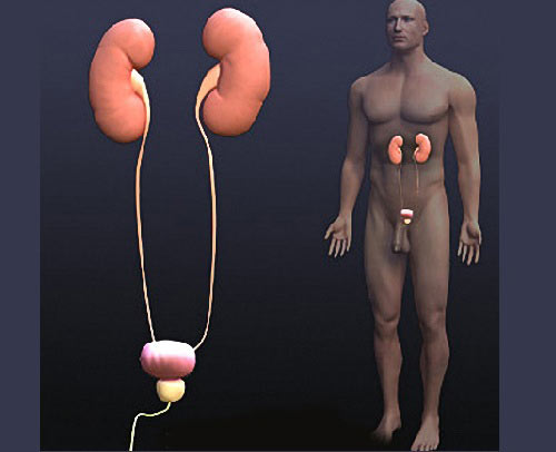 Мочеполовая система Мочеполовая система