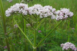 Валериана для лечения преждевременного семяизвержения Валериана для лечения преждевременного семяизвержения