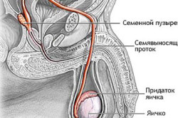 Устройство мужской половой системы Устройство мужской половой системы