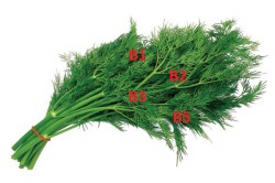 Витамины в укропе Витамины в укропе