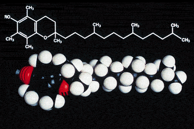 Витамин E Витамин E