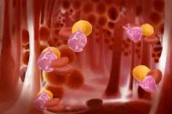 Лейкоциты Лейкоциты