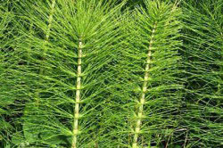 Хвощ полевой для компрессов Хвощ полевой для компрессов