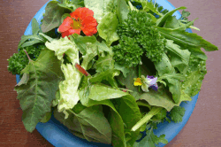 Зелень Зелень