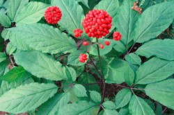 Входящий в состав 