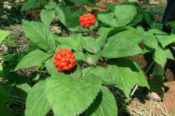 Женшень для лечения потенции Женшень для лечения потенции