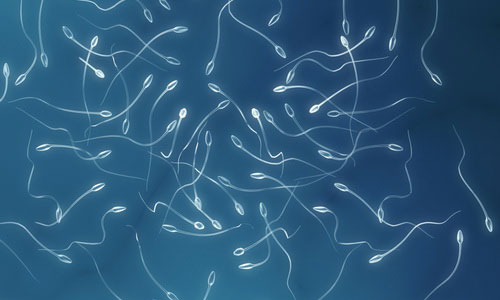 Сперматозоиды Сперматозоиды