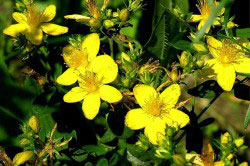 Зверобой Зверобой