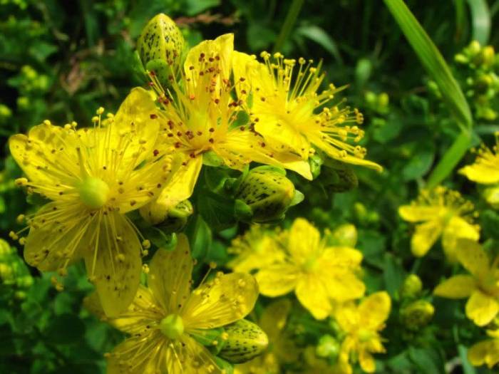 Зверобой обыкновенный Зверобой обыкновенный